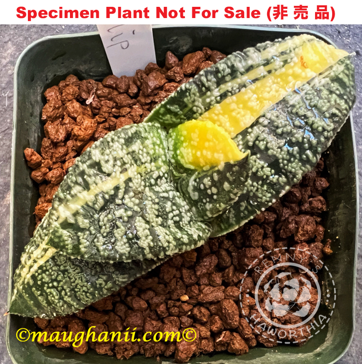 G-52 G. cv 'Philip' variegate, 20 fresh seeds 2025 G-52 G. cv 'Philip' variegate, 20 fresh seeds 2025