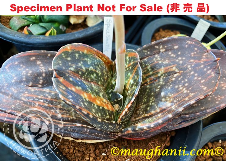 G-74 G. cv 'Space Shuttle' variegate, 20 fresh seeds 2025 G-74 G. cv 'Space Shuttle' variegate, 20 fresh seeds 2025