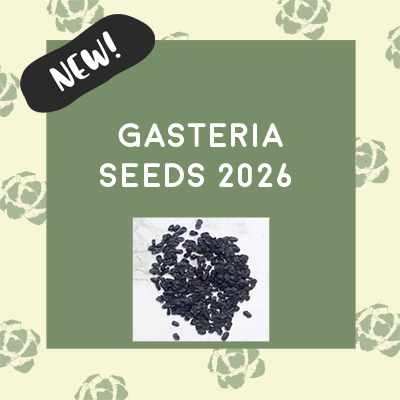 Gasteria Seeds 2026 Gasteria Seeds 2026