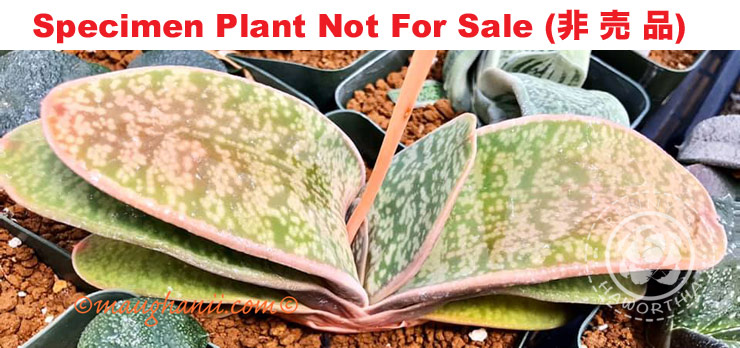 G-04 G. cv 'Green Butterfly', 20 fresh seeds 2026