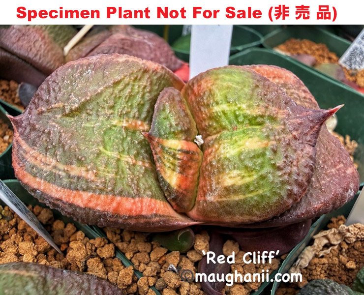 G-03 G. armstrongii 'Red Cliff' variegate, 20 fresh seeds 2026 G-03 G. armstrongii 'Red Cliff' variegate, 20 fresh seeds 2026