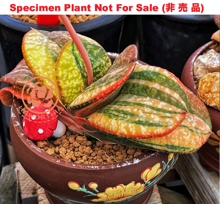 G-07 G. cv 'Red Mushroom' variegate, 20 fresh seeds 2026