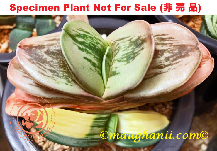 G-05 G. pillancii 'D-8' variegate, 20 fresh seeds 2026