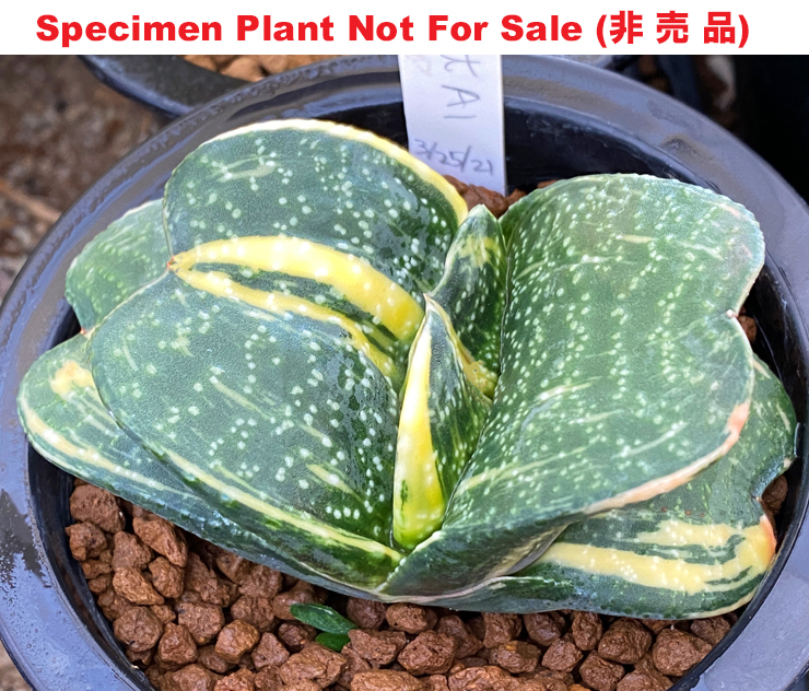 G-08 G. cv 'Hamtaro' variegate, 20 fresh seeds 2026