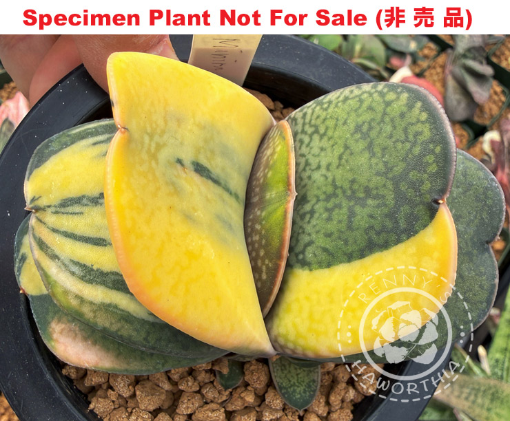 G-06 G. cv 'Minilla' variegate, 20 fresh seeds 2026