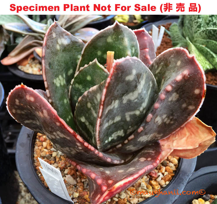 G-01 G. cv 'Sankaku', 20 fresh seeds 2026 G-01 G. cv 'Sankaku', 20 fresh seeds 2026