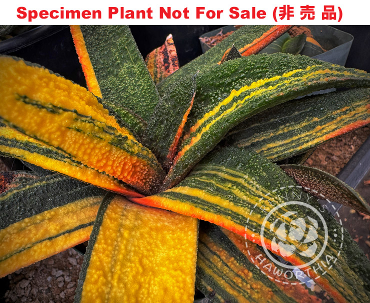 G-02 G. batesiana barberton variegate, 20 fresh seeds 2026 G-02 G. batesiana barberton variegate, 20 fresh seeds 2026