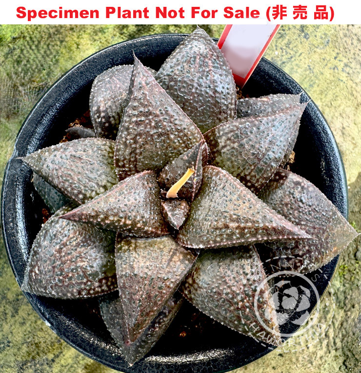 koelmaniorum 'Daruma No.2'「コエルマニオルムダルマNo.2」(Large Size Plant)