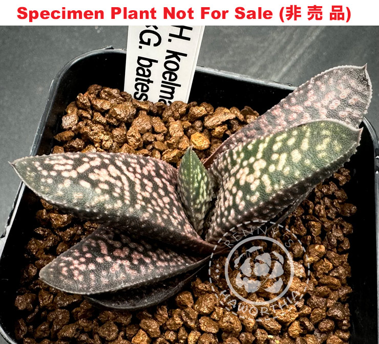 H. koelmaniorum x G. batesiana seedling「コエルxバテシアーナ」(Large Size)
