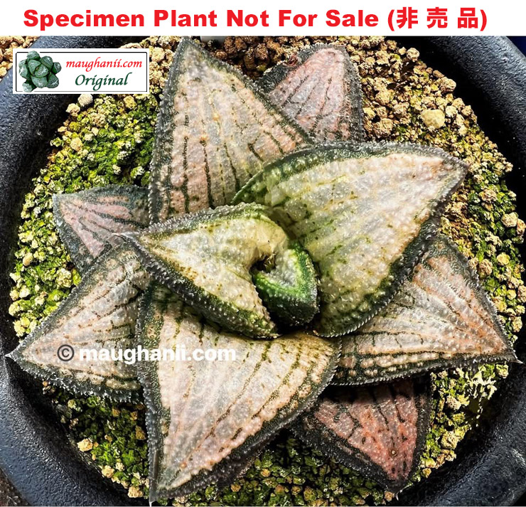'Yoda Ears'「ヨーダの耳」K-7 (Large Size Plant) 'Yoda Ears'「ヨーダの耳」K-7 (Large Size Plant)