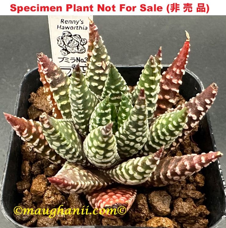 Pumila No.3 'Pumi 3' (Medium Size Plant)