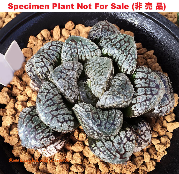 'Mordor'「モルドール」(Specimen Size Plant) 'Mordor'「モルドール」(Specimen Size Plant)