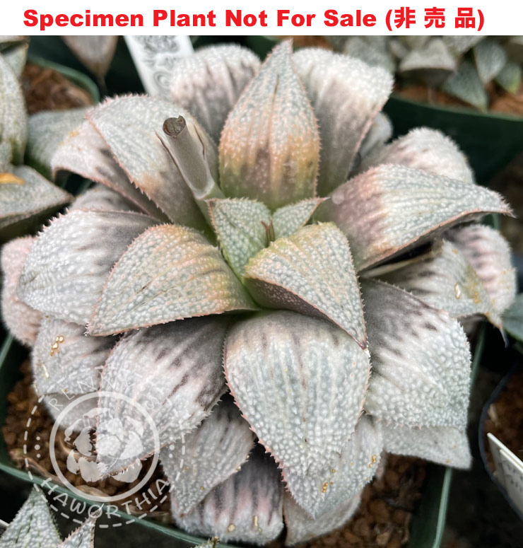 GM-022「マ-022」(Large Size Plant)