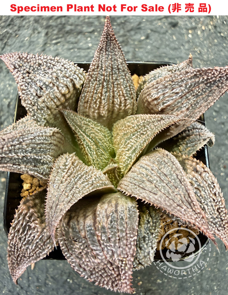 GM-023「マ-023」(Large Size Plant)