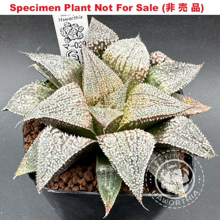 GM-029「マ-029」(Extra Large Size Plant)