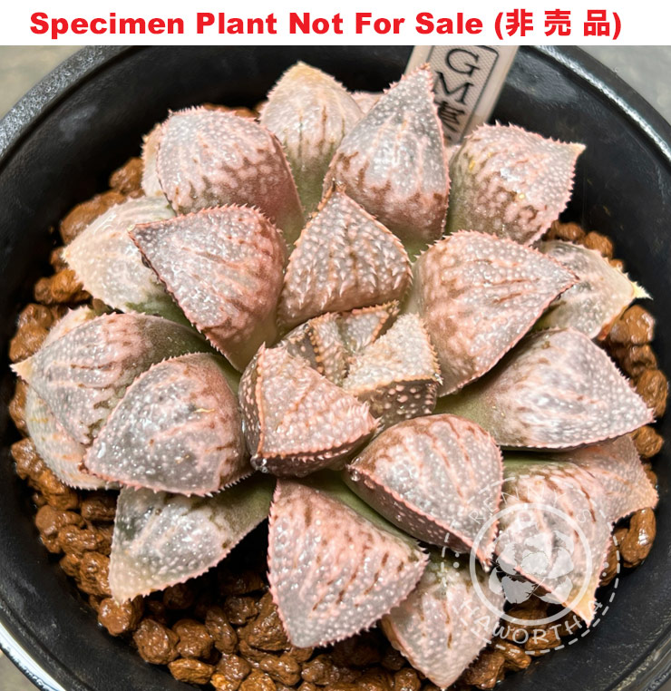 GM-039「マ-039」(Large Size Plant)