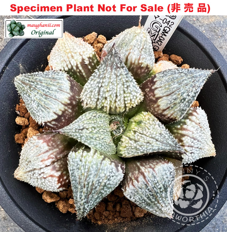 GM-042「マ-042」(Large Size Plant)