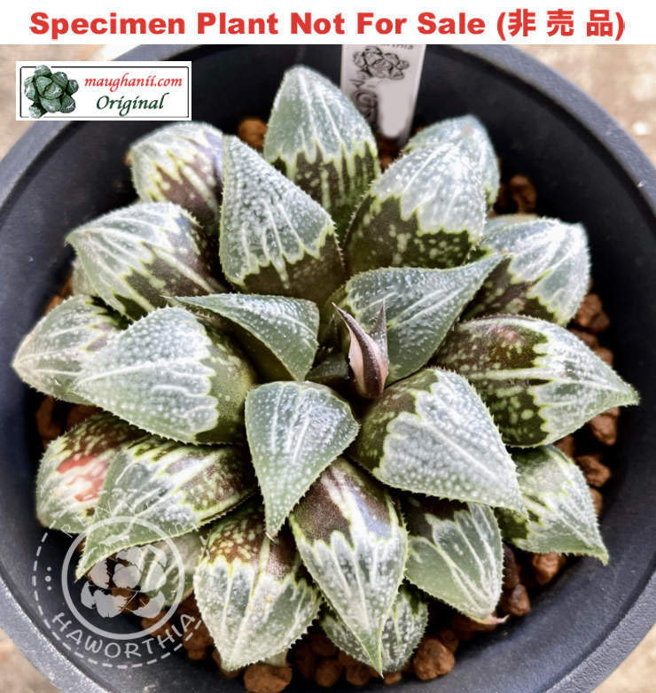 GM-046「マ-046」(Small Size Plant)
