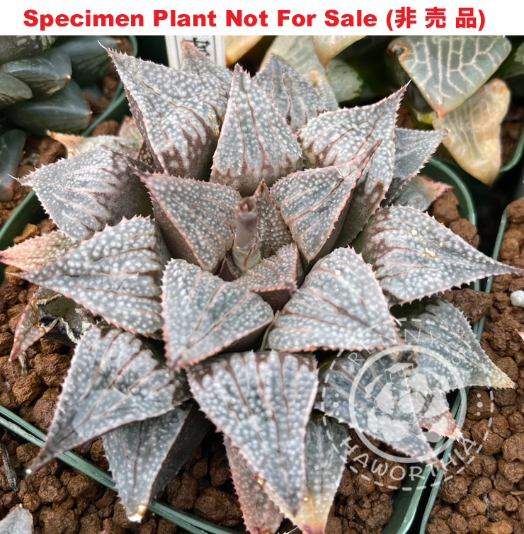 GM-052「マ-052」(Medium Size Plant)