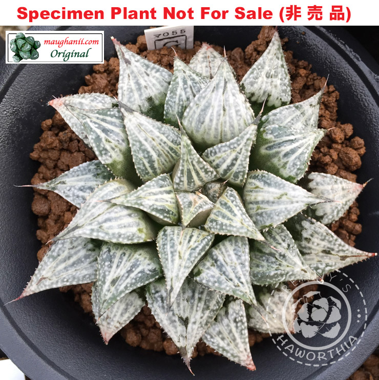 GM-055「マ-055」(Large Size Plant)