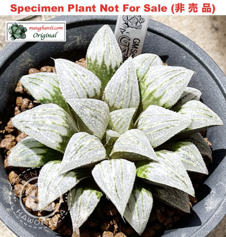 GM-057「マ-057」(Extra Large Size Plant)