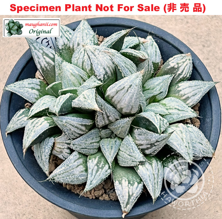 GM-060「マ-060」(Extra Large Size Plant)