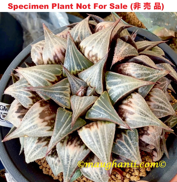 GM-065「マ-065」(Large Size Plant)