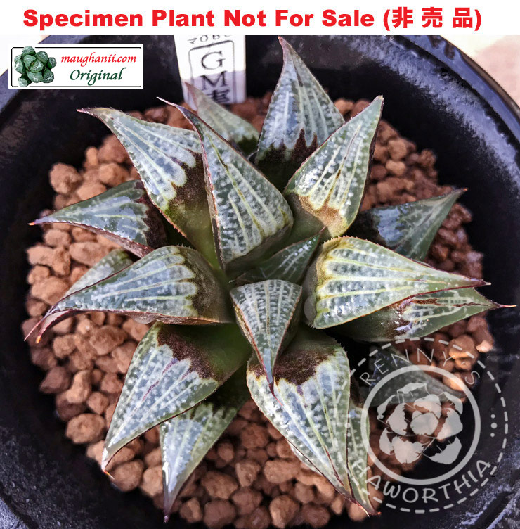 GM-068「マ-068」(Large Size Plant)