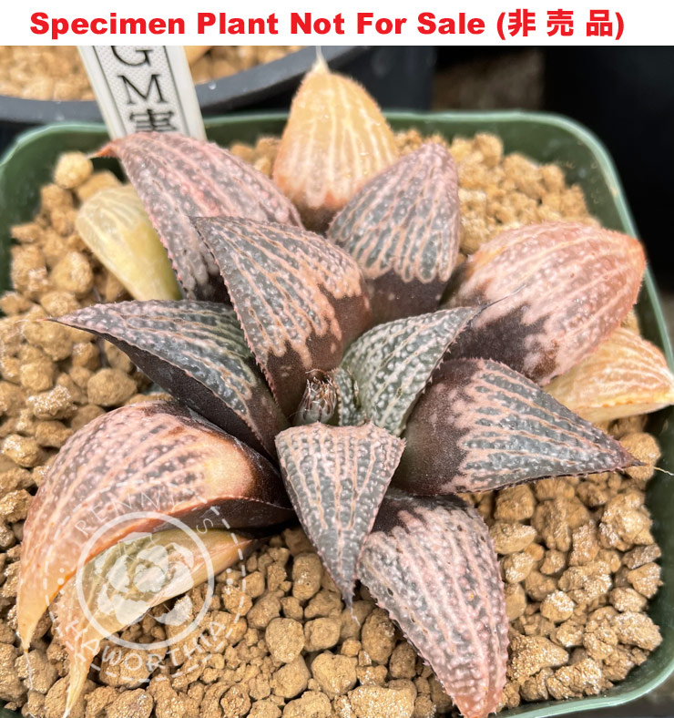 GM-069「マ-069」(Large Size Plant)