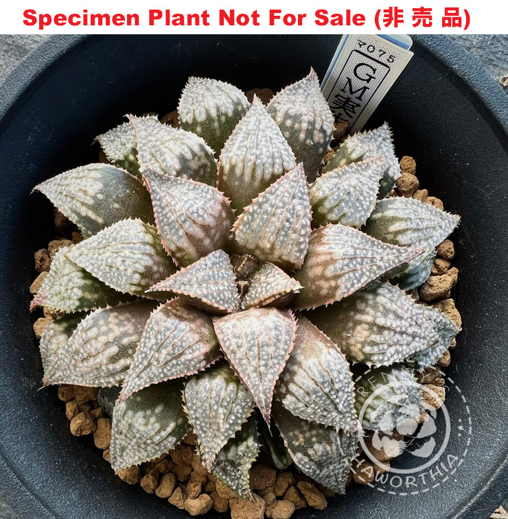GM-075「マ-075」(Large Size Plant)