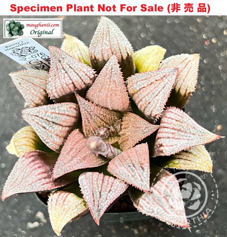 GM-076「マ-076」(Large Size Plant) GM-076「マ-076」(Large Size Plant)