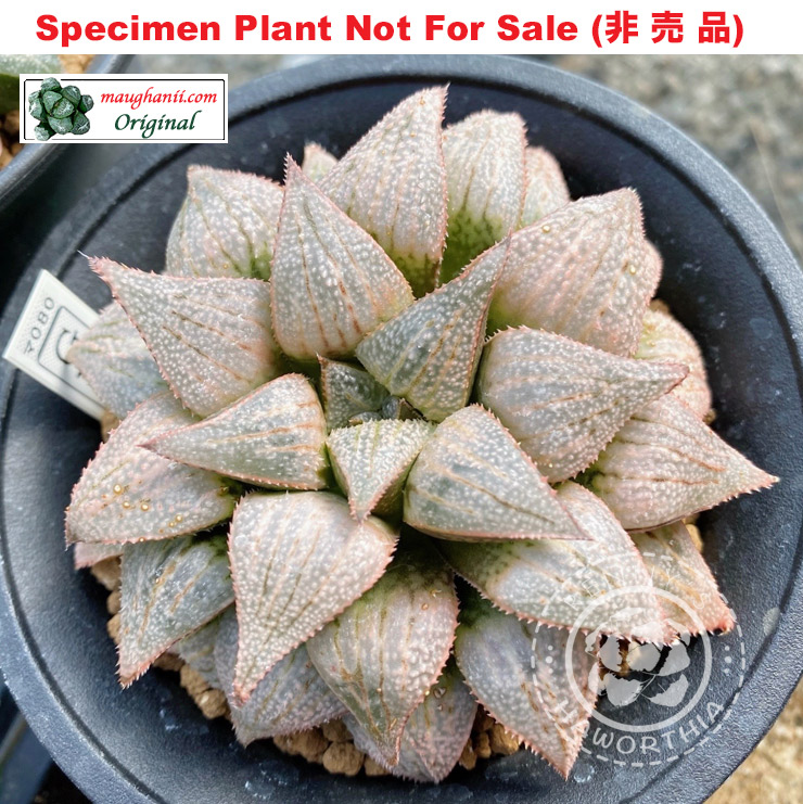 GM-080「マ-080」(Extra Large Size Plant) GM-080「マ-080」(Extra Large Size Plant)