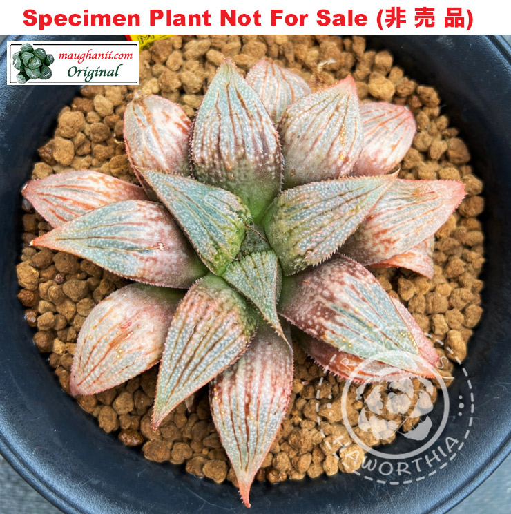 GM-101「マ-101」(Large Size Plant) GM-101「マ-101」(Large Size Plant)