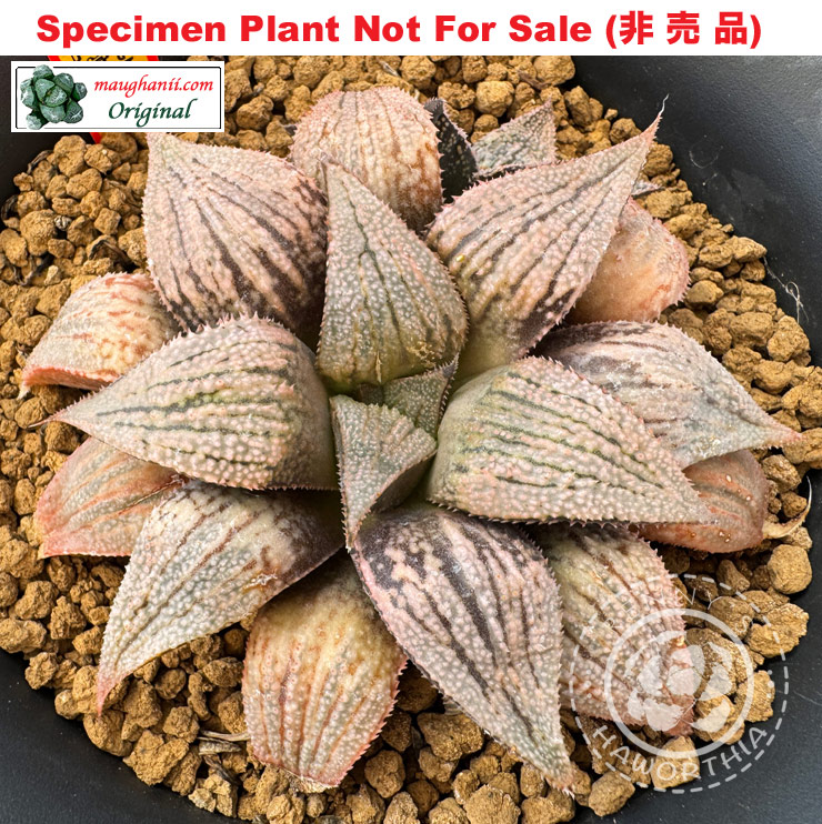 GM-101「マ-101」(Large Size Plant) GM-101「マ-101」(Large Size Plant)