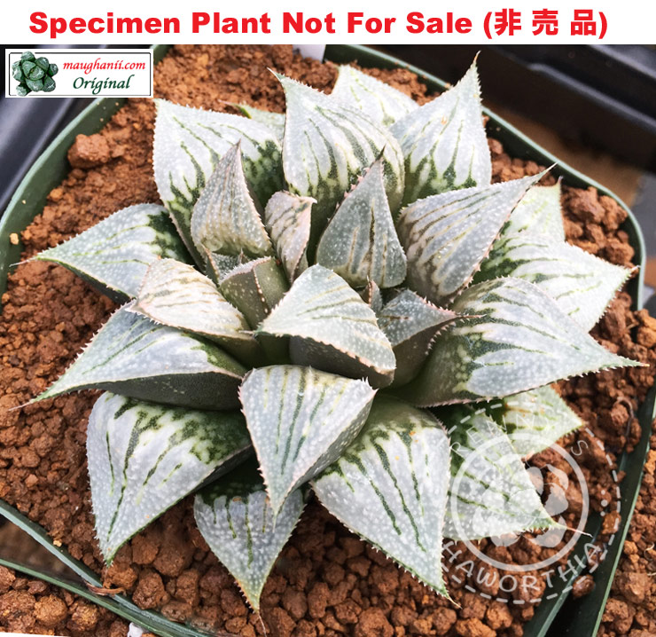 GM-110「マ-110」(Small Size Plant) GM-110「マ-110」(Small Size Plant)