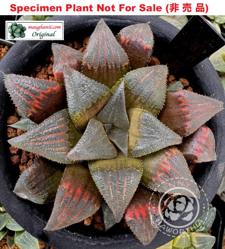 H. cv 'Bloodwings' (Large Size Plant) H. cv 'Bloodwings' (Large Size Plant)