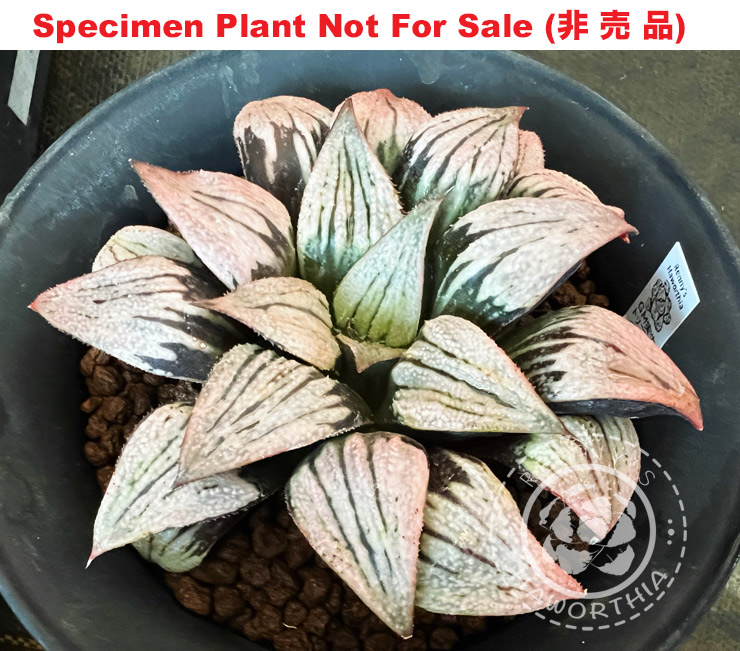 All Products : www.maughanii.com, Renny's Online Haworthia Shop