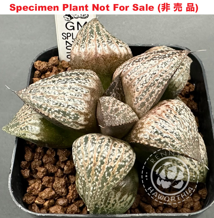 GM-SPL-08 (Large Size Plant)