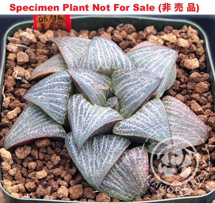 splendens GM-452 seedling No. 05/15「美艶GM452実生」(Large Size Plant) splendens GM-452 seedling No. 05/15「美艶GM452実生」(Large Size Plant)