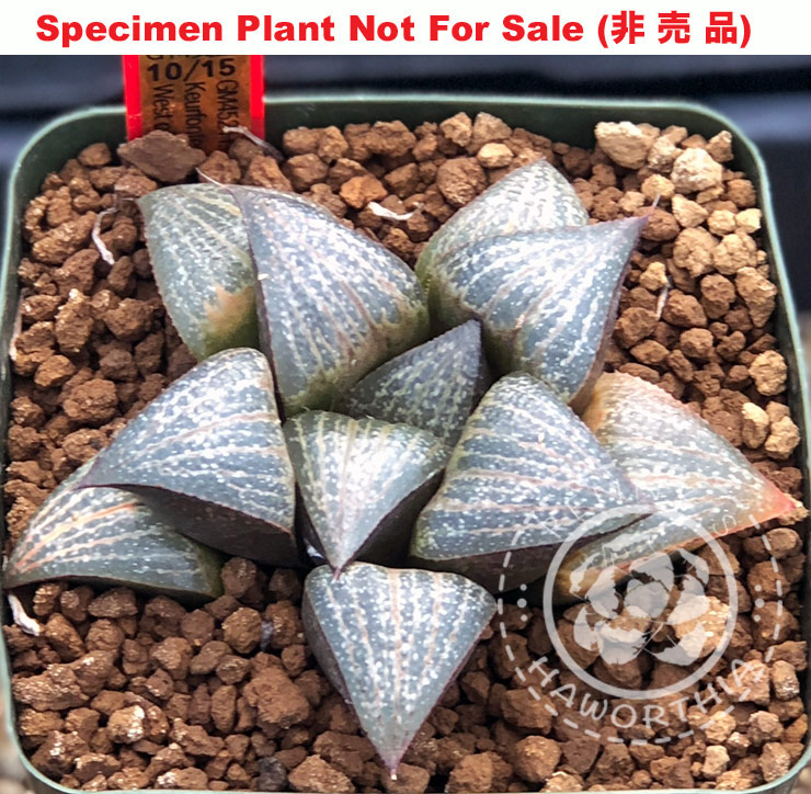 splendens GM-452 seedling No. 10/15「美艶GM452実生」(Large Size Plant) splendens GM-452 seedling No. 10/15「美艶GM452実生」(Large Size Plant)