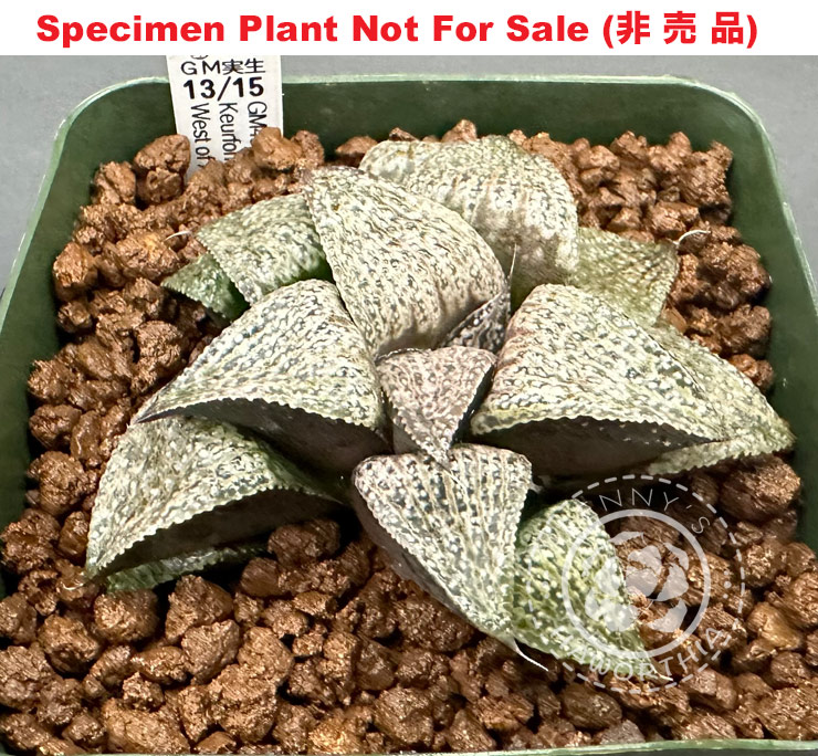 splendens GM-452 seedling No. 13/15「美艶GM452実生」(Large Size Plant) splendens GM-452 seedling No. 13/15「美艶GM452実生」(Large Size Plant)