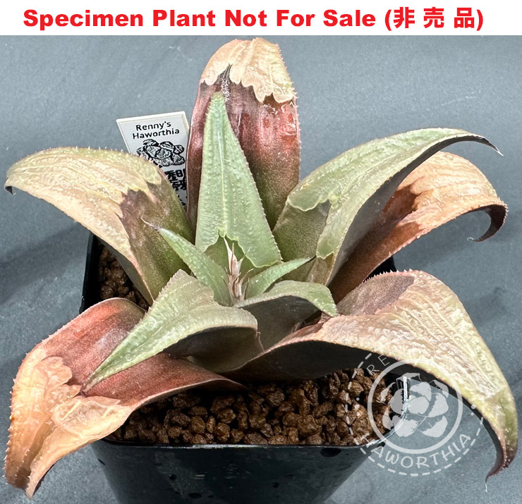 badia 'Translucent'「半透明」(Large Size Plant) badia 'Translucent'「半透明」(Large Size Plant)