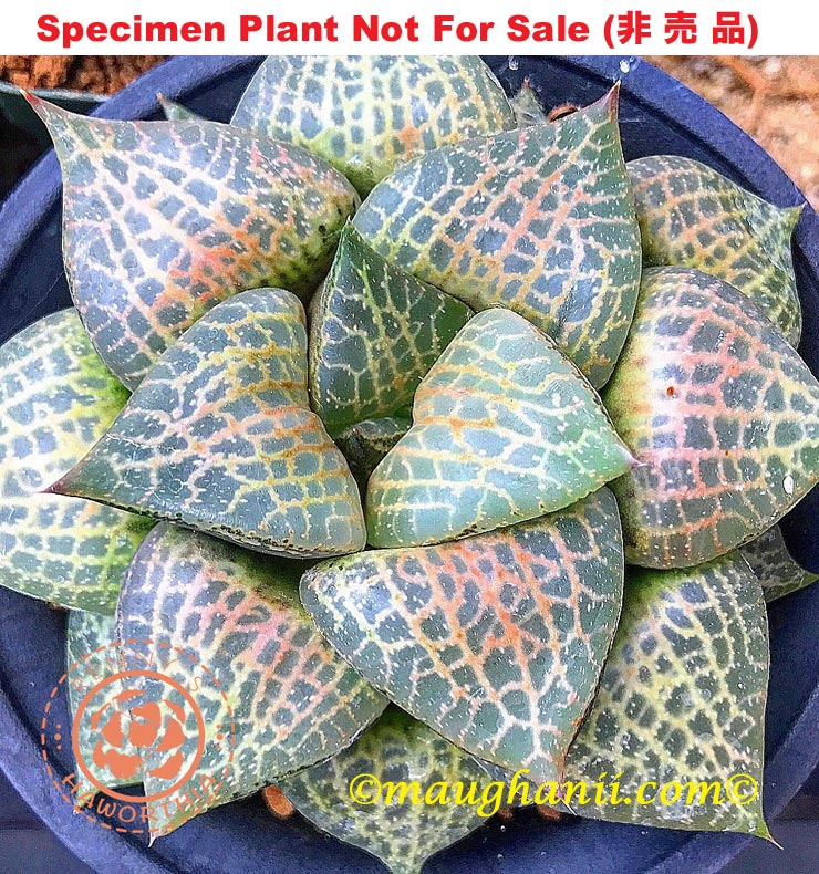 comptoniana 'Hakugei'「白鯨」(White Whale) (Medium Size Plant) comptoniana 'Hakugei'「白鯨」(White Whale) (Medium Size Plant)