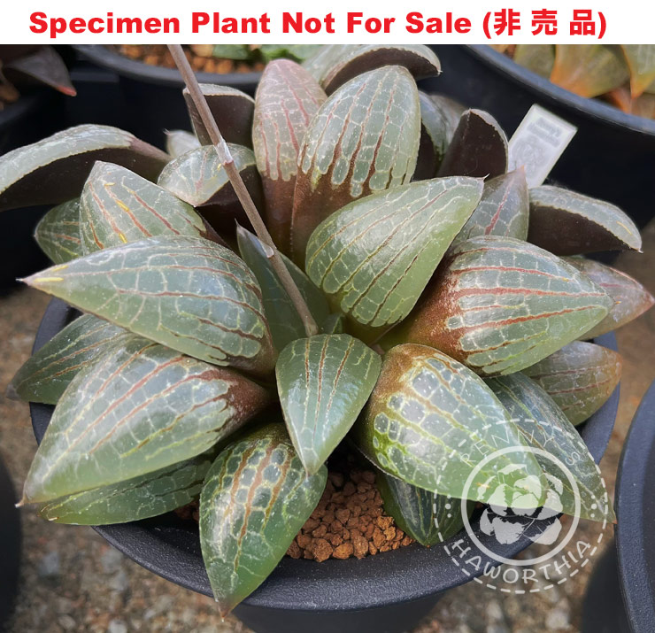 'N-Suishou' seedling No.1「西水晶実生 No.1」(Large Size Plant)