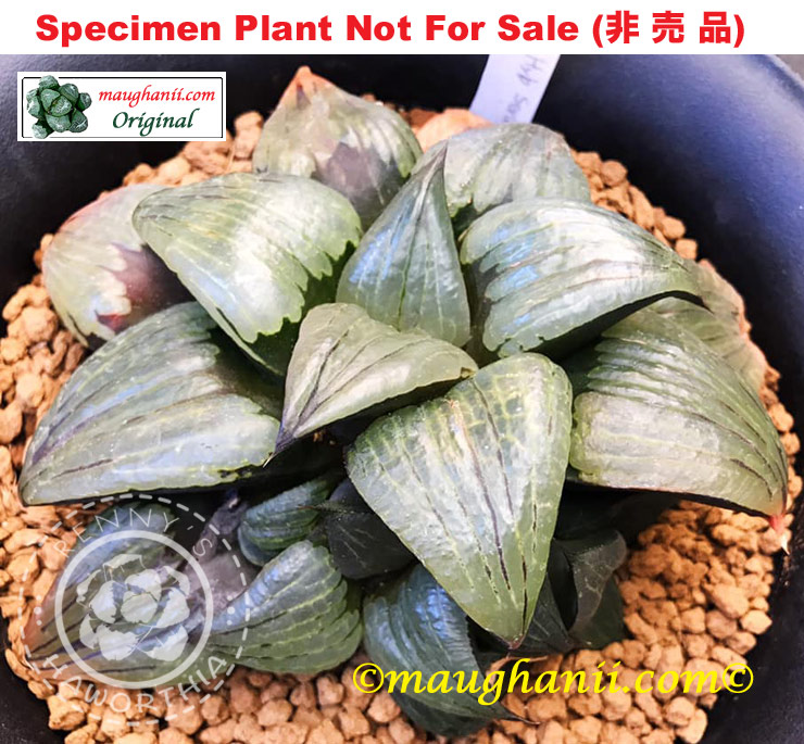 'Super Giant No.1'「超級巨人 No.1」XXL grower (Specimen Size Plant) 'Super Giant No.1'「超級巨人 No.1」XXL grower (Specimen Size Plant)