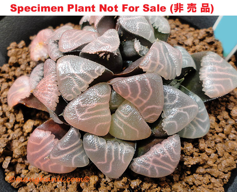 correcta '062' (Small Size Plant)