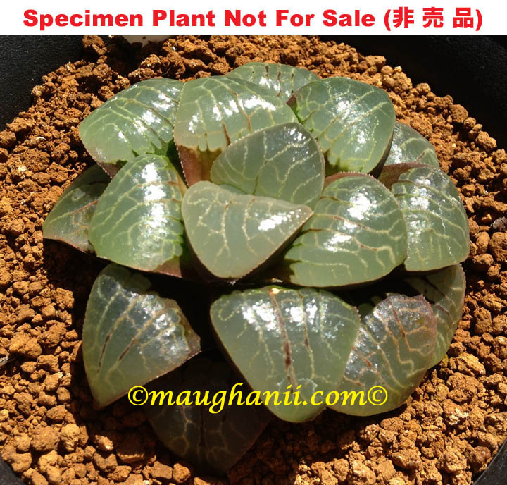 'Reika'「麗華」(Small Size Plant) 'Reika'「麗華」(Small Size Plant)