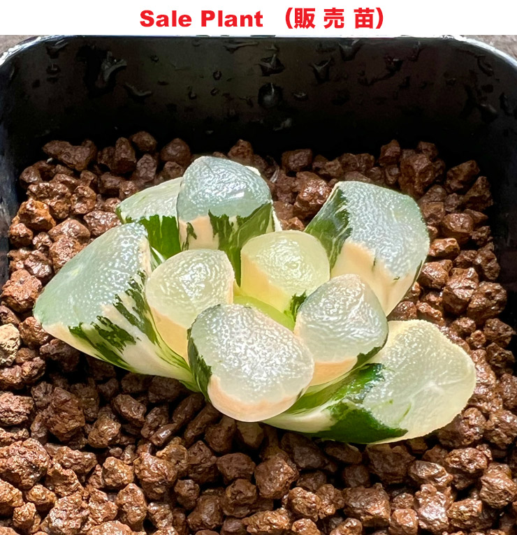 maughanii variegate「万象錦」