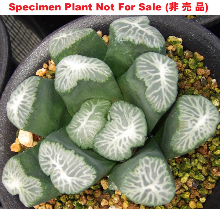 maughanii 'Dragon'「ドラゴン万象」(Large Size Plant)