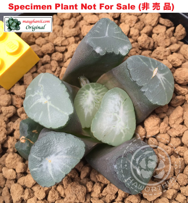 'M-64'「万-64」M-029-2006 Tsukahara Seedling (Small Size Plant) 'M-64'「万-64」M-029-2006 Tsukahara Seedling (Small Size Plant)